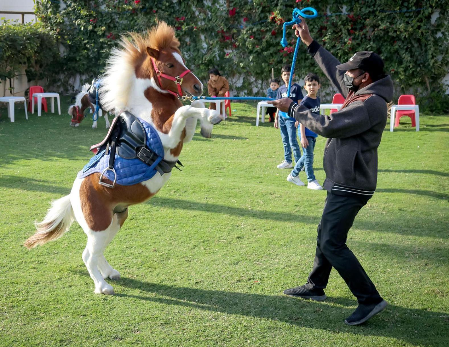 泻湖畔豪华spa度假村 麦纳麦 外观 照片 The photo shows a small horse or pony rearing up on its hind legs. The pony is wearing a blue saddle and is being led by a person who is holding a rope. The person is wearing a mask and appears to be encouraging the pony to perform. In the background